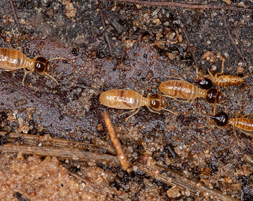 白蟻入侵關鍵原因